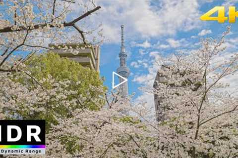 4K HDR // Tokyo Cherry Blossoms 2022 - Sumida River - Asakusa, Japan
