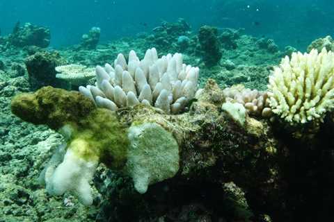 Great Barrier Reef Suffers Sixth Mass Bleaching in Two Decades