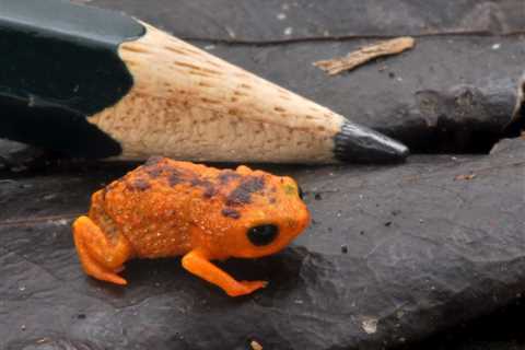 Science Snapshot: Small Frogs Can’t Jump (Gracefully)