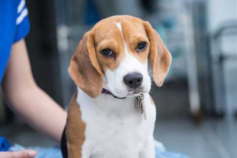 Research Beagle Facility Ordered to Clean Up, Halt Breeding