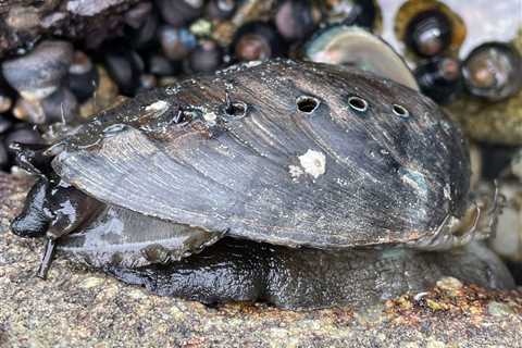 Genome Spotlight: Black Abalone (Haliotis cracherodii)