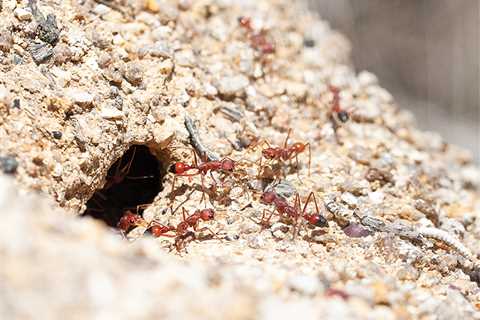 Bull Ant Venom Evolved to Make Bites More Painful to Mammals