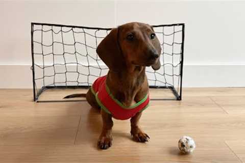World Cup Pup - Mini Doxie Goalie Skills!