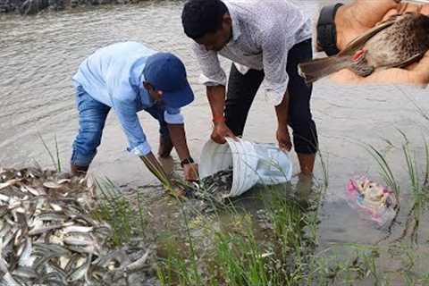 Forty Kg Of Fish Was Released In Our New Farm / Naya Farm Pe Machli Chor Diya.