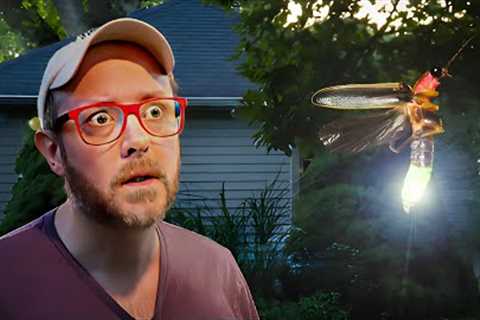 Let''s Talk About American Fireflies (Lightning Bugs)