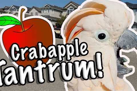 Cockatoo Throws Tantrum over Apples (Subtitles)
