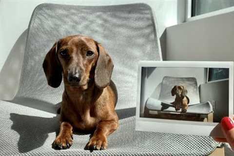 Mini dachshund reacts to pictures of himself and his toys