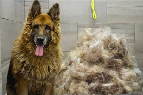 First groom in 10 years! Most INCREDIBLE transformation EVER! | King Shepherd