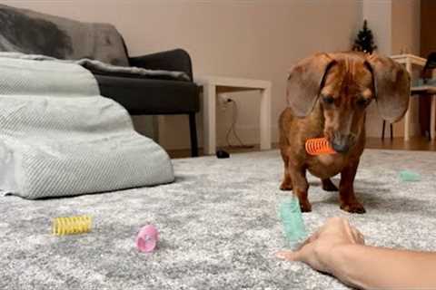Mini dachshund plays with cat toys