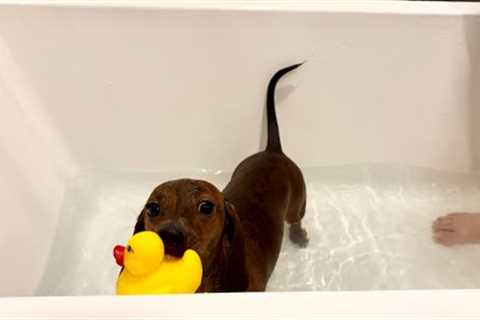 Mini dachshund''s first proper bath
