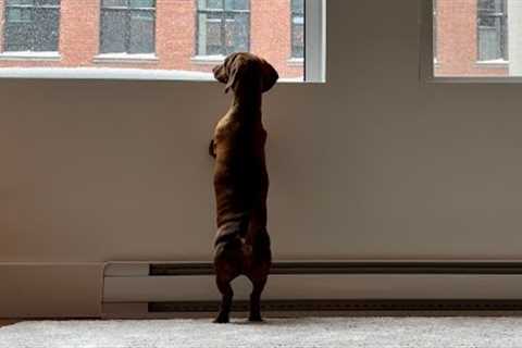 Mini dachshund needs a little help up