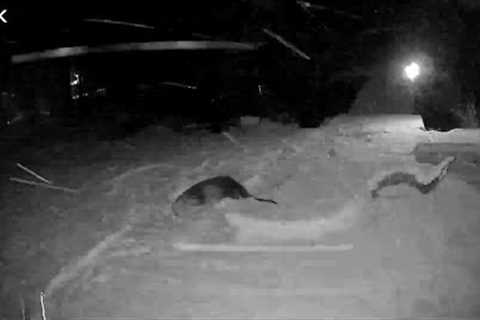 Security Cameras Capture Otter Playing In Middle Tennessee Snow