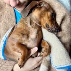 Early morning snuggles with a mini dachshund
