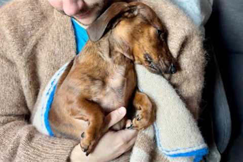 Early morning snuggles with a mini dachshund