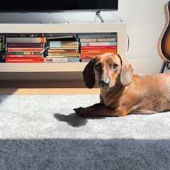 What makes mini dachshund leave the sunshine?