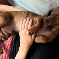 Mini dachshund doesn''t want to get off the couch