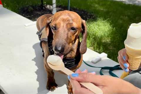 Mini dachshund decides what we do for a day