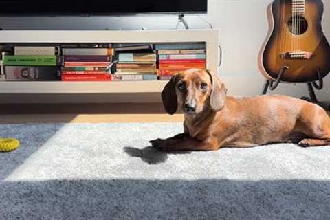 What makes mini dachshund leave the sunshine?