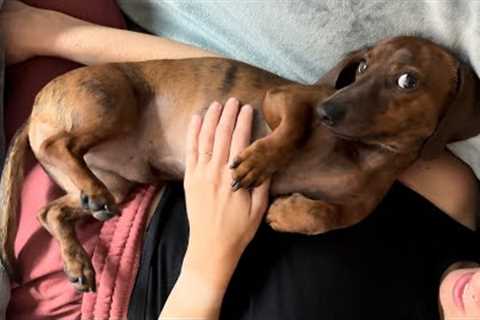 Mini dachshund doesn''t want to get off the couch