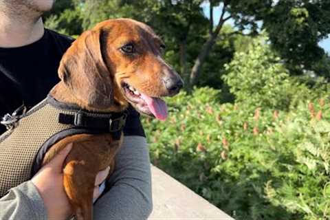 Mini dachshund or mountain goat?