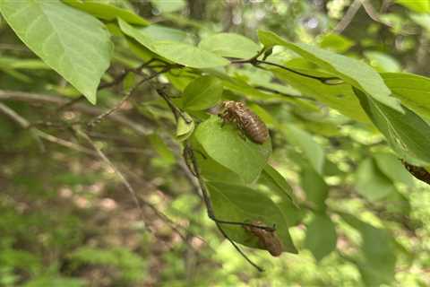 El sonido que producen las cigarras afecta a algunos más que a otros… ¿por qué?