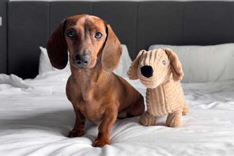 Mini dachshund loves his look-alike toy