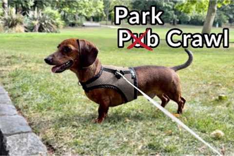 Mini dachshund park crawl!