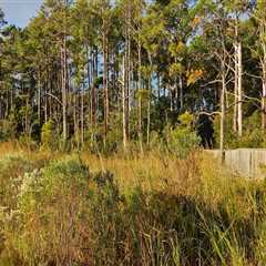 Exploring the Rich History of Natural Resource Extraction in Currituck County, NC