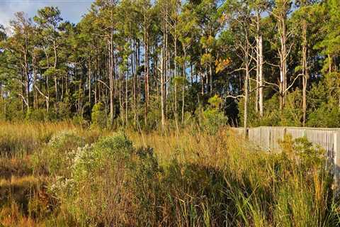 Exploring the Rich History of Natural Resource Extraction in Currituck County, NC