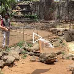 Scott and the crocodile