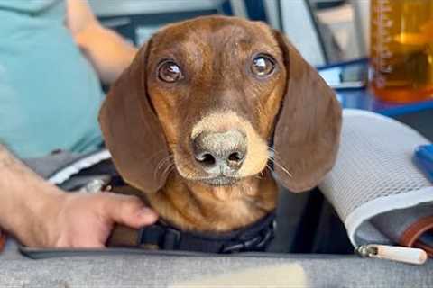 Mini dachshund enjoys a weekend away!