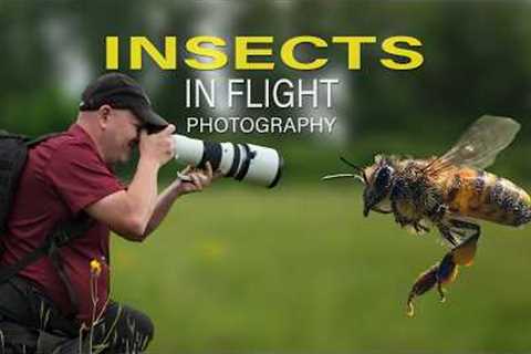 Photographing Flying Insects Is Almost Easy… With This Trick!