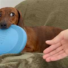 The playful side eye of a mini dachshund