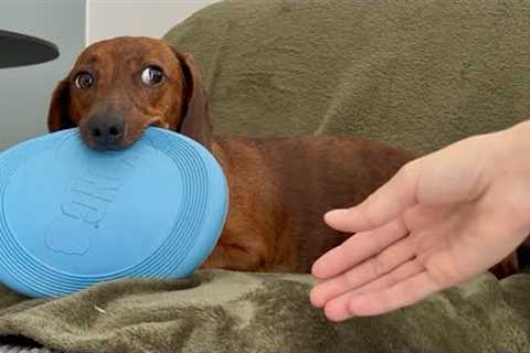 The playful side eye of a mini dachshund