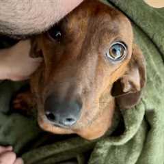 Mini dachshund has the most expressive eyes 👀